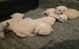 Ragdoll cats for sale: Ragdoll babies ready September ❤️ 1 boy left  - Image 5