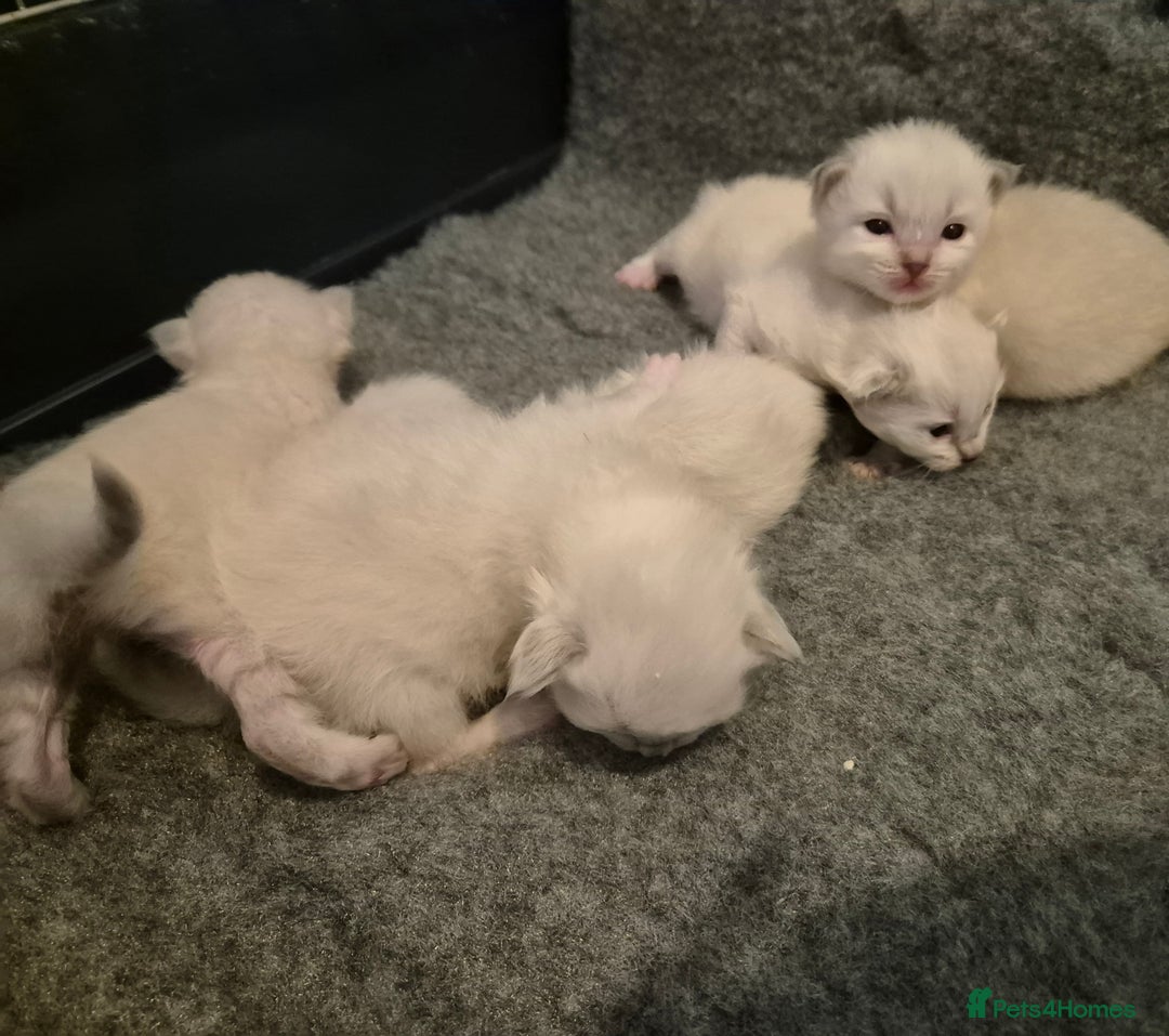 Ragdoll cats for sale: Ragdoll babies ready September ❤️ 1 boy left  - Image 5