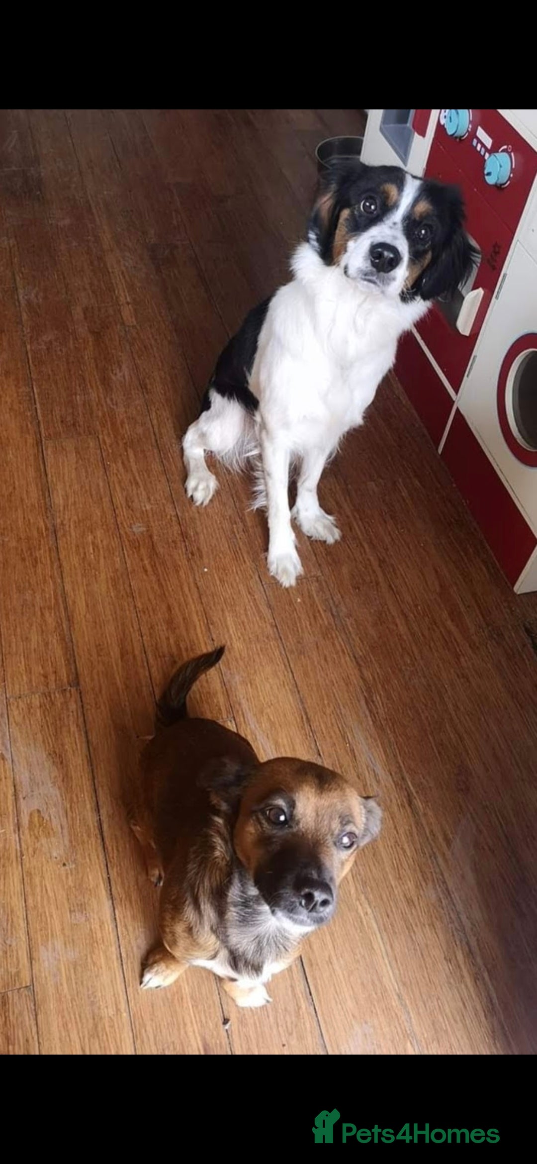 Mixed Breed dogs for sale: 2 female older dogs  - Image 15