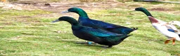 Ducks poultry for sale: 6 X Cayuga duck Hatching eggs  - Advert 3