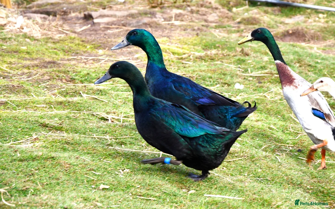 Ducks poultry for sale: 6 X Cayuga duck Hatching eggs  - Advert 3