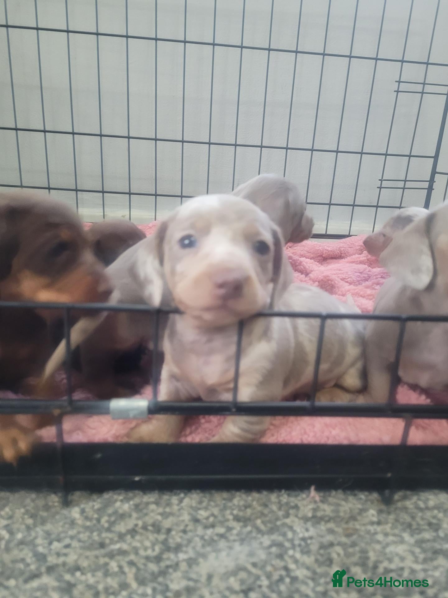 Dachshund dogs for sale: Pedigree Dachshund Puppies - Advert 3