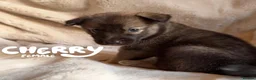Shepsky dogs for sale: Outstanding Family-Raised Puppies - Advert 14