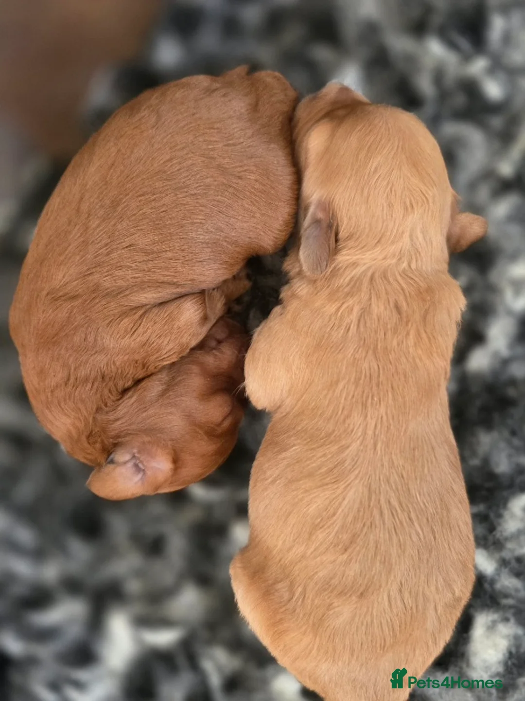 Cavapoo dogs for sale: F1B Toy Cavapoo Puppies - Advert 9