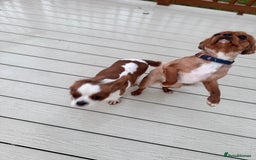 Cavalier King Charles Spaniel dogs for sale: Ruby girl for sale  - Image 3