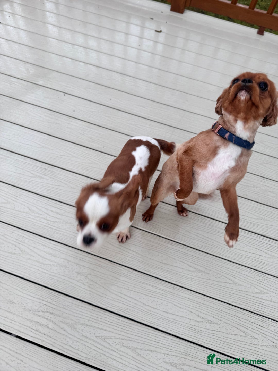 Cavalier King Charles Spaniel dogs for sale: Ruby girl for sale  - Image 3