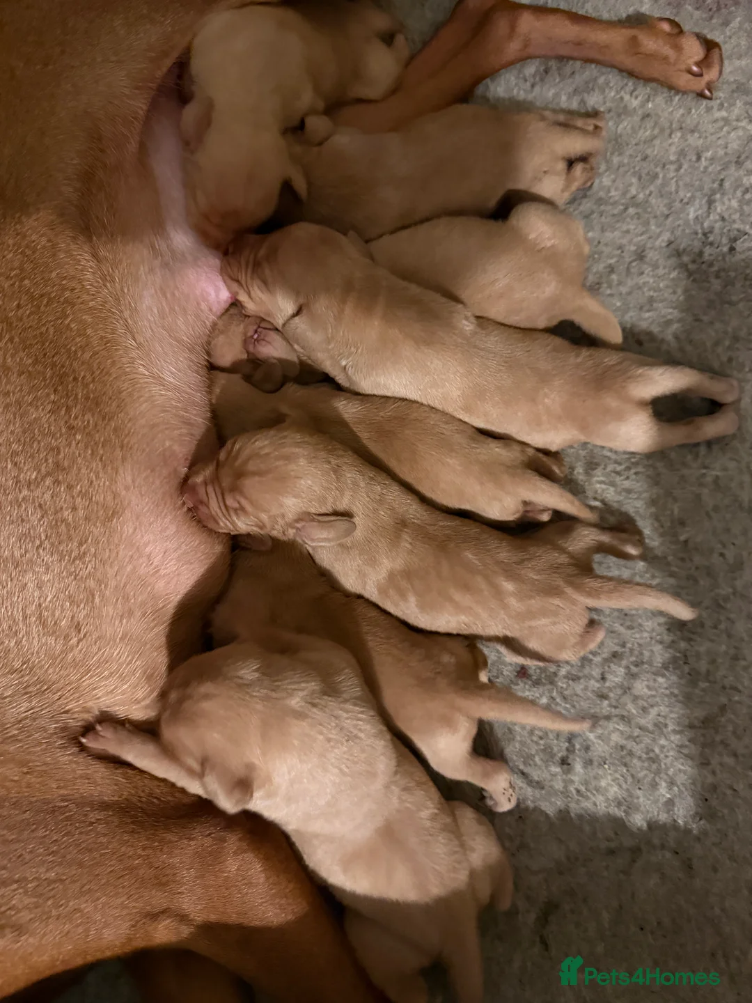 Hungarian Vizsla dogs for sale: KC Reg Hungarian Vizsla Pups Health Tested Parents - Advert 3
