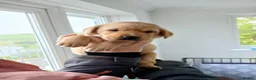 Labrador Retriever dogs for sale: Beautiful KC Registered Labrador Retreivers  - Advert 4