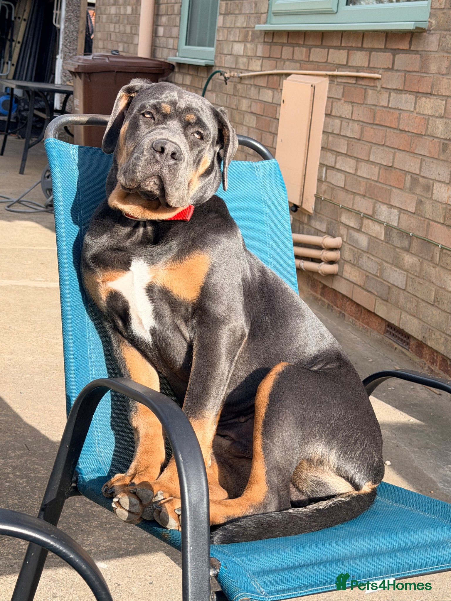 Cane Corso dogs Cane corso male 5 month old  - Advert 9