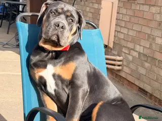 Cane Corso dogs Cane corso male 5 month old - Advert 9