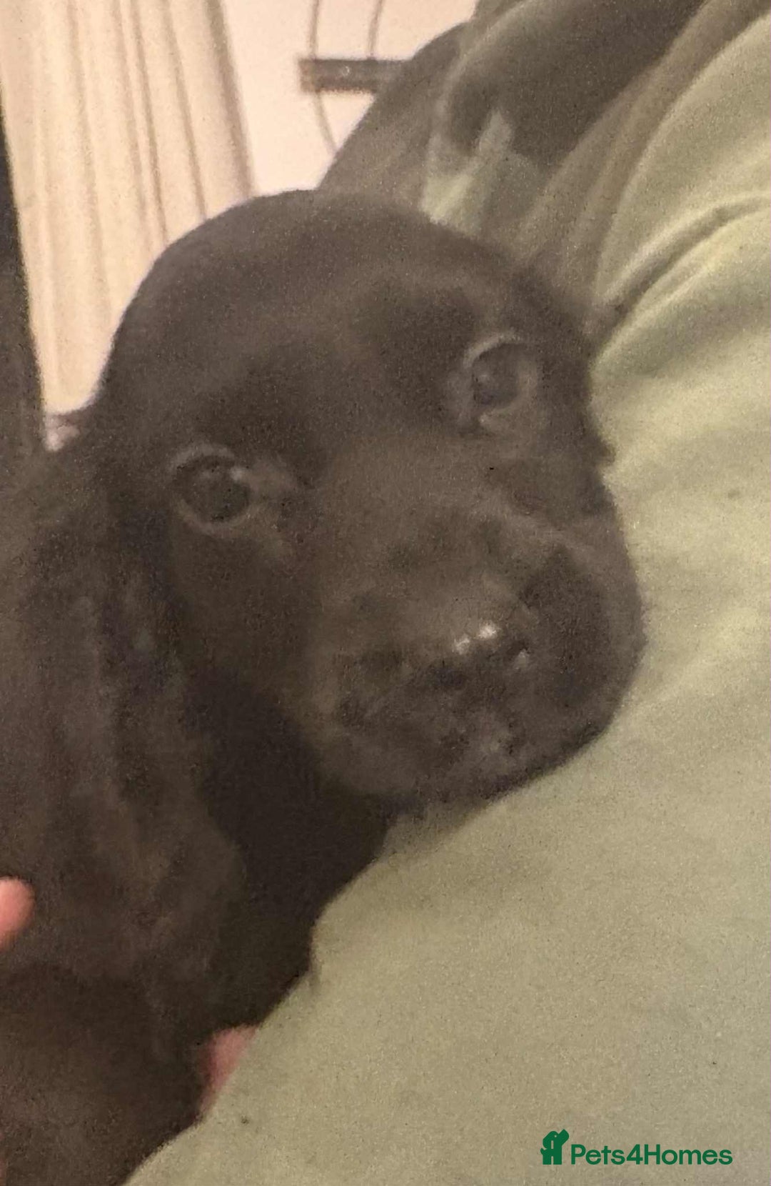 Cocker Spaniel dogs for sale: Beautiful Cocker Spaniel Puppies  - Advert 8