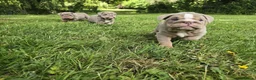 English Bulldog dogs for sale: Lilac Tri English Bulldog Puppies  - Advert 3