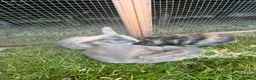 Mini Lop rabbits for sale: 4 x lops - Advert 10