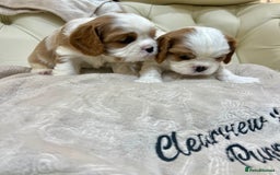 Cavalier King Charles Spaniel dogs for sale: Champion Sired KC Reg Cavalier King Charles  - Image 7