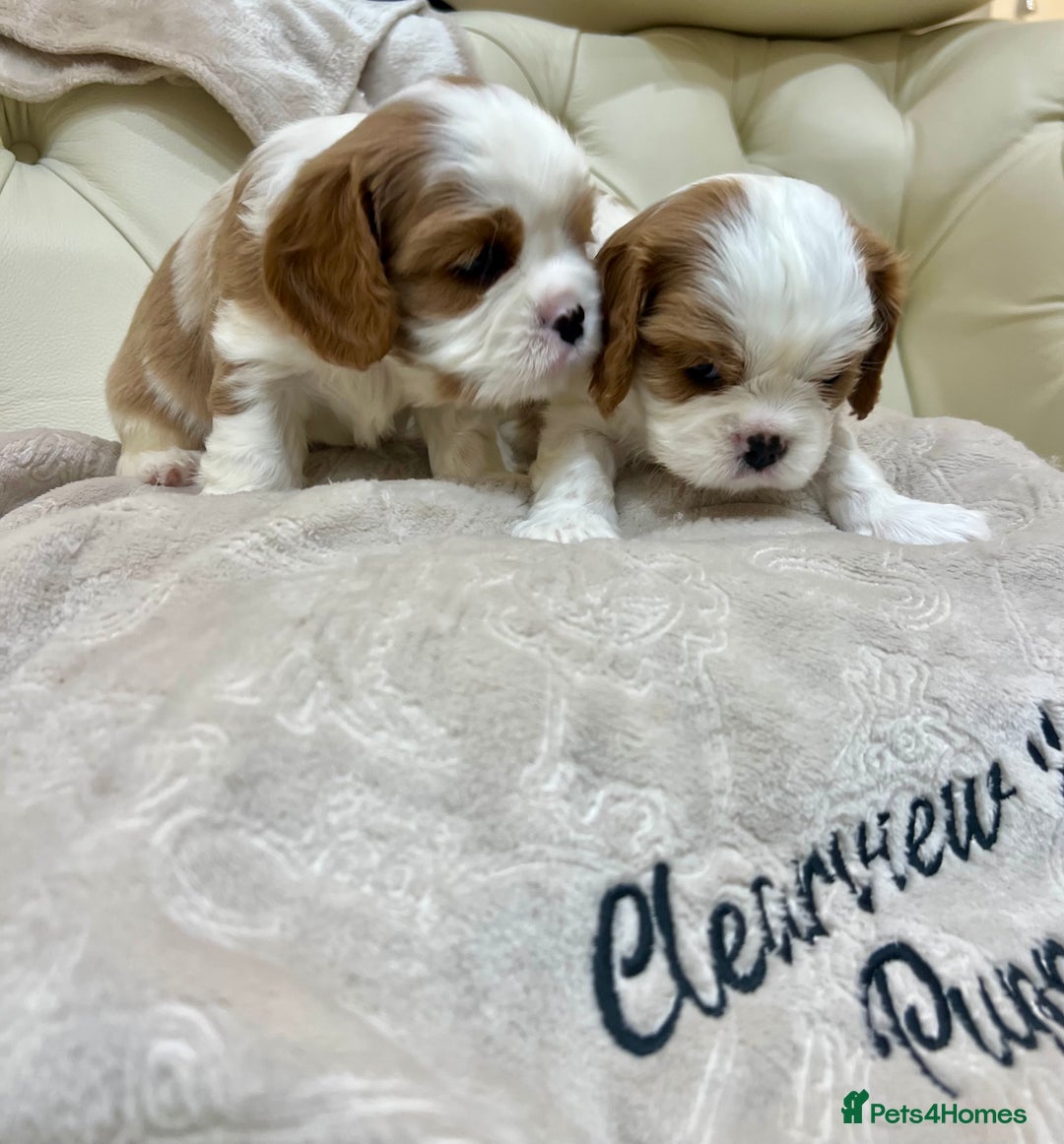 Cavalier King Charles Spaniel dogs for sale: Champion Sired KC Reg Cavalier King Charles  - Image 7