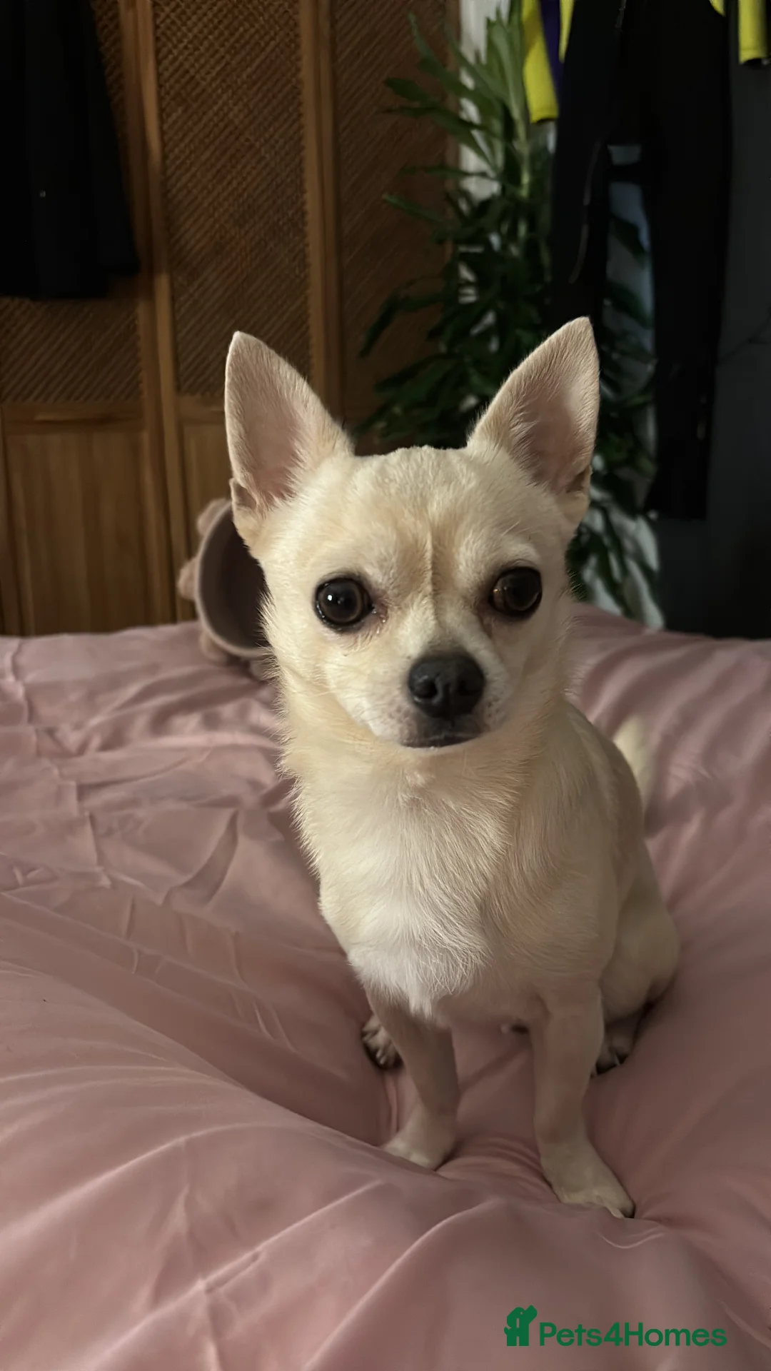 Gallery Image {{count}}