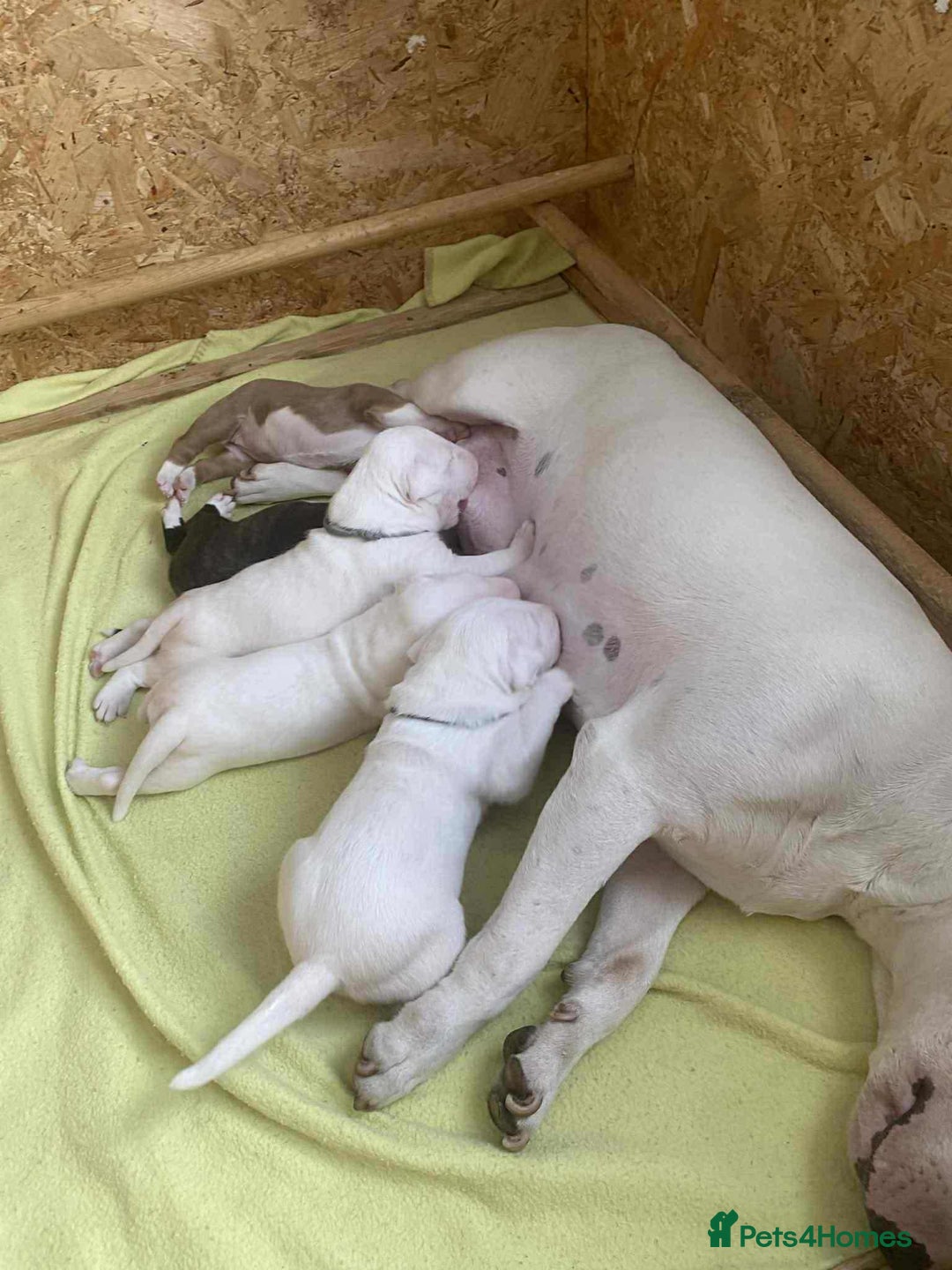 English Bull Terrier dogs for sale: 1 male and 2 female looking for new home - Image 11
