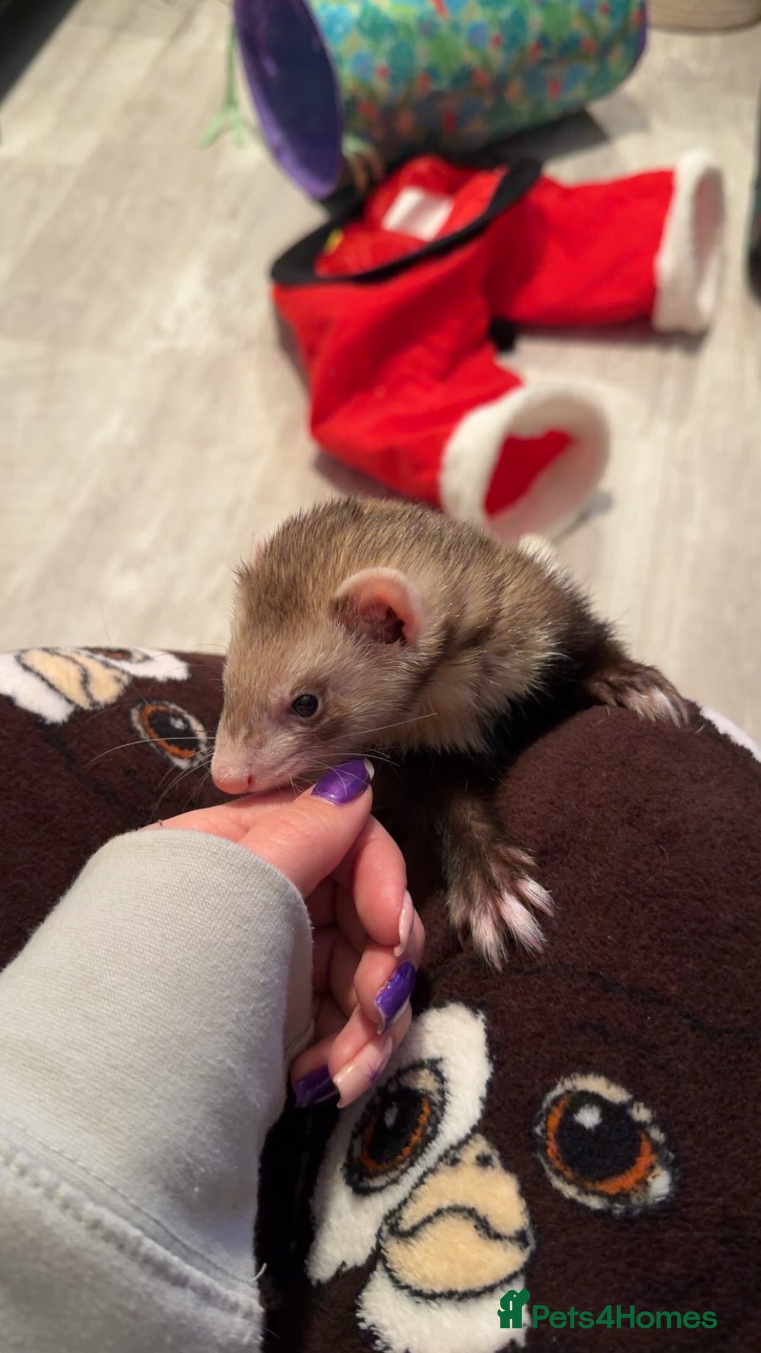 Ferret rodents for sale: Ferrets  - Advert 3