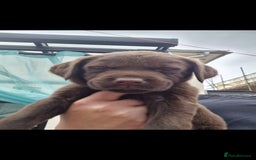 Labrador Retriever dogs for sale: KC REGISTERED CHOCOLATE LABRADOR  - Image 19