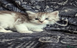 Maine Coon cats for sale: Maine Coon kittens  - Image 8