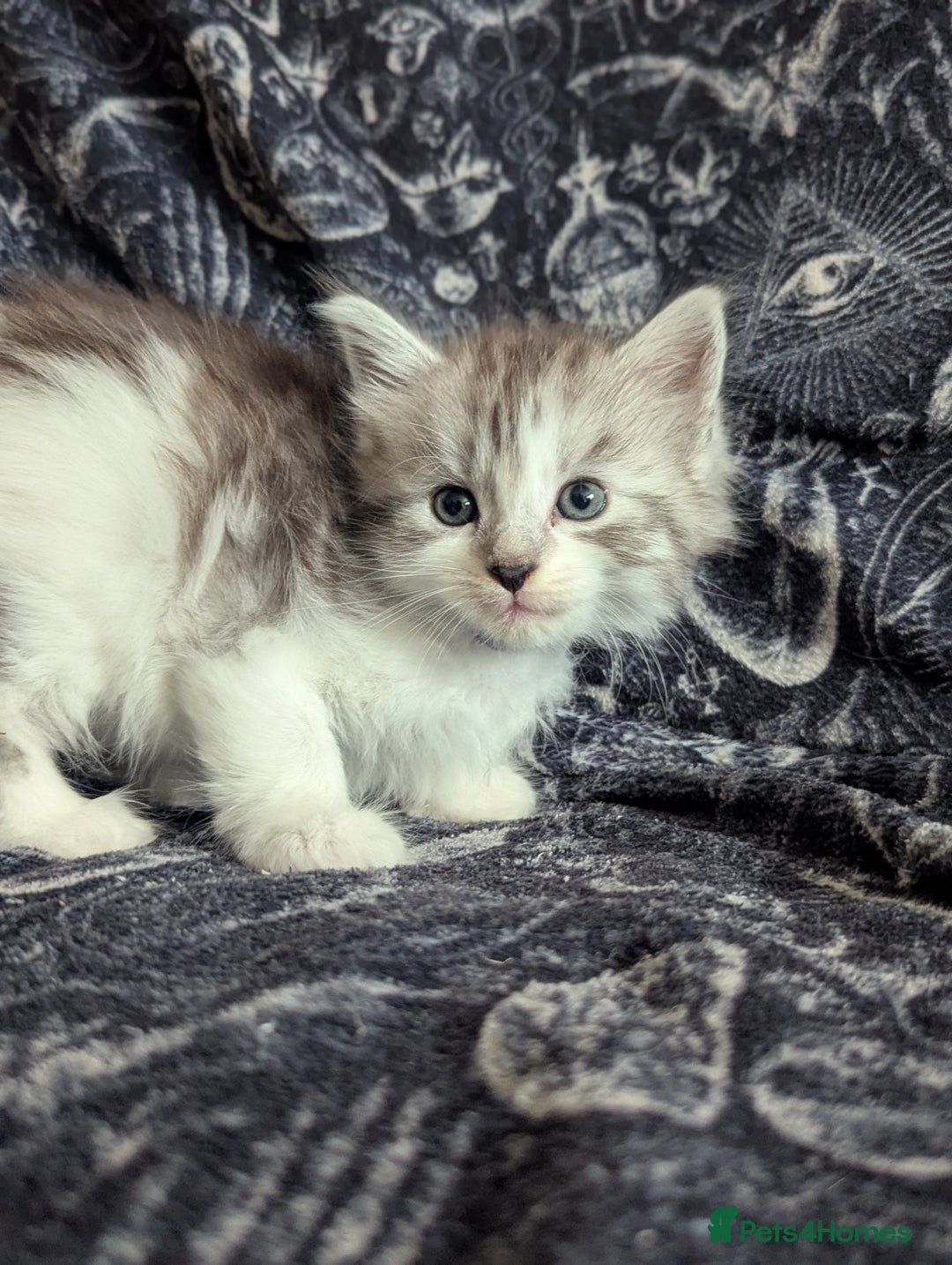 Maine Coon cats for sale: Maine Coon kittens  - Image 8