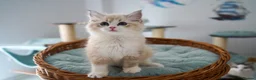 Ragdoll cats for sale: TICA registered kittens - Advert 8
