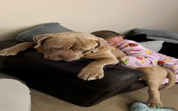Mastiff dogs for stud: Neapolitan Mastiff cross (Sabre) - Image 2