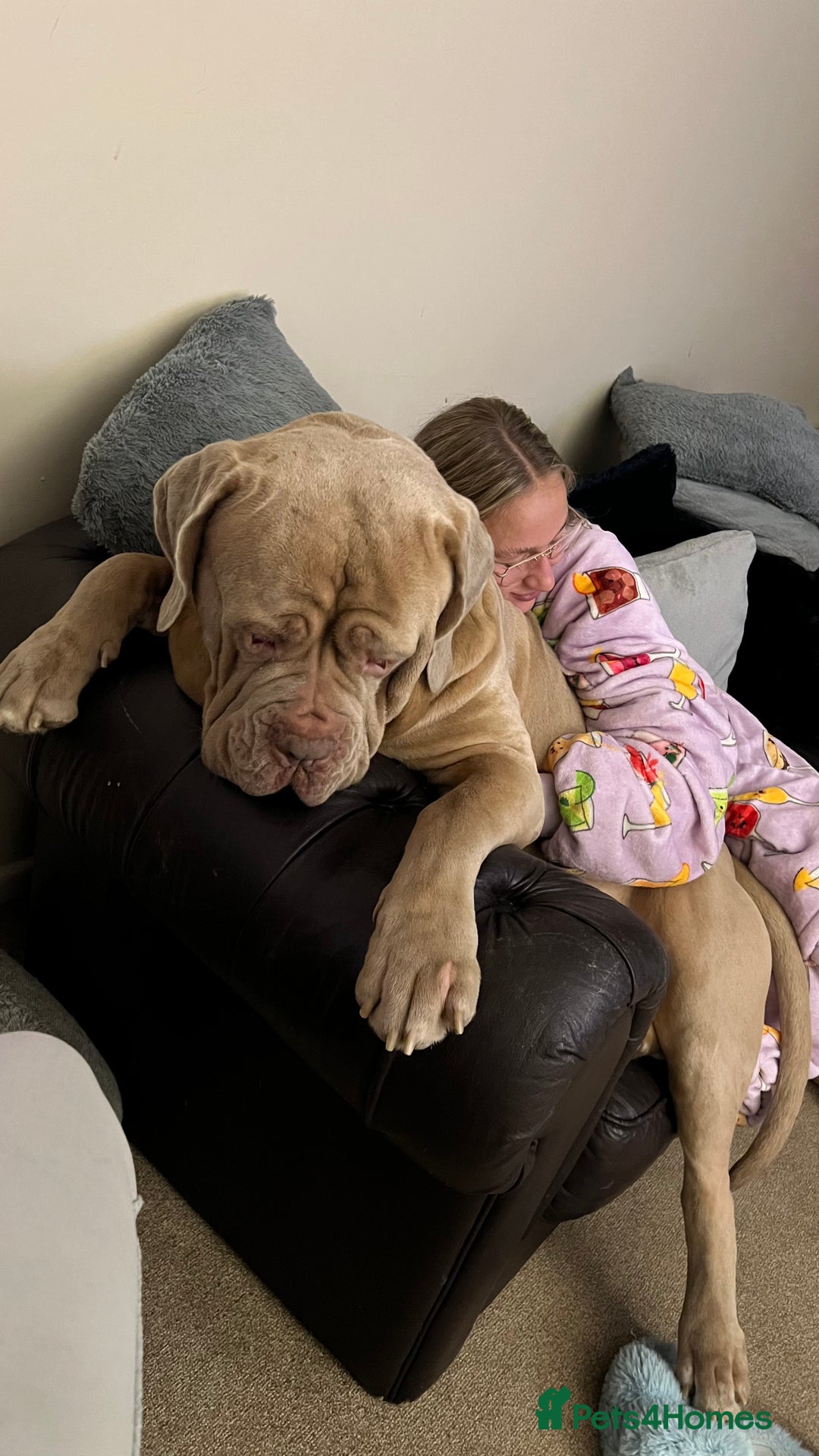 Mastiff dogs for stud: Neapolitan Mastiff cross (Sabre) - Image 2