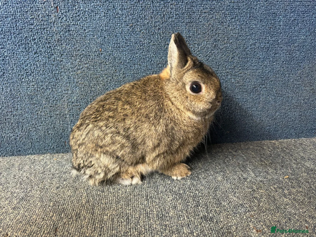 Netherland Dwarf rabbits for sale: Netherland dwarf adults Bucks for sale  - Advert 2