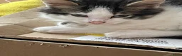 Mixed Breed cats for sale: Four little babies - Advert 18