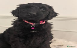 Goldendoodle dogs for sale: Stunning Goldendoodle puppies - Image 20