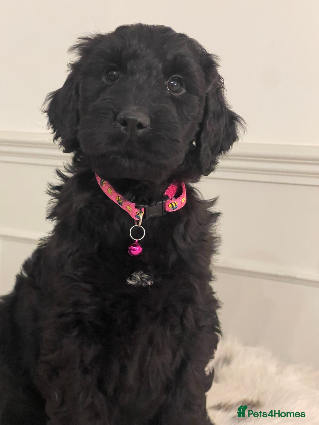 Goldendoodle dogs for sale: Stunning Goldendoodle puppies - Image 20