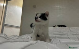 Mixed Breed cats for sale: 3 beautiful kittens looking for new home - Image 22