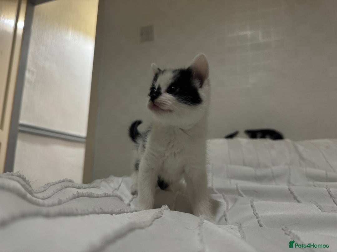 Mixed Breed cats for sale: 3 beautiful kittens looking for new home - Image 22