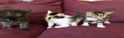 Mixed Breed cats for sale: 12 kittens available - Advert 17