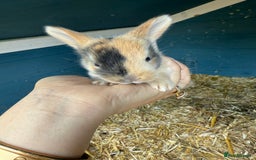 Harlequin rabbits for sale: Harlequin Baby rabbits for sale   - Image 13