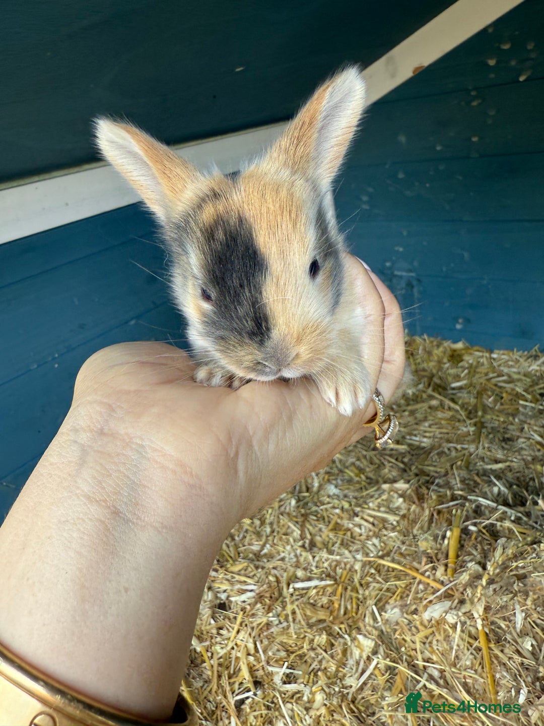 Harlequin rabbits for sale: Harlequin Baby rabbits for sale   - Image 13