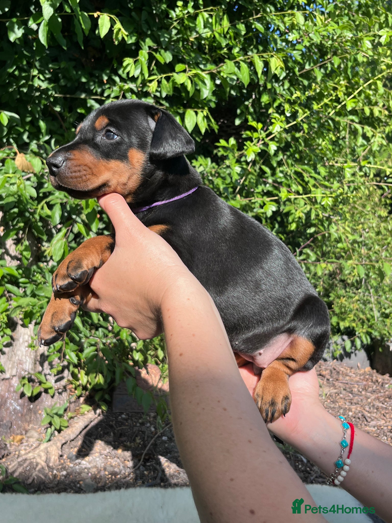 Dobermann dogs Outstanding KC Health tested Doberman puppies  - Advert 7