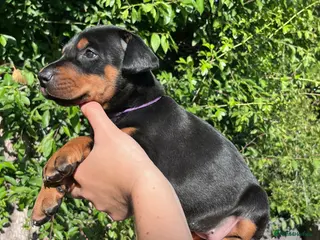 Dobermann dogs Outstanding KC Health tested Doberman puppies - Advert 4