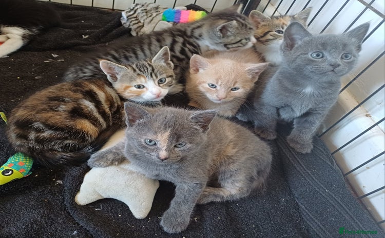 Mixed Breed cats - Advert 9