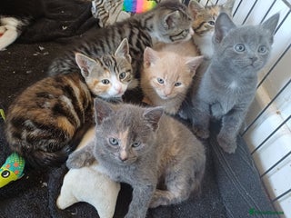 Mixed Breed cats - Advert 15