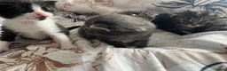 Domestic Shorthair cats for sale: 4 beautiful kittens looking for a forever home - Advert 14