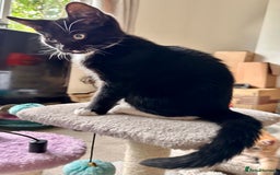 Mixed Breed cats for sale: Amiable bengal&tabby mix kittens: price reduced - Image 16