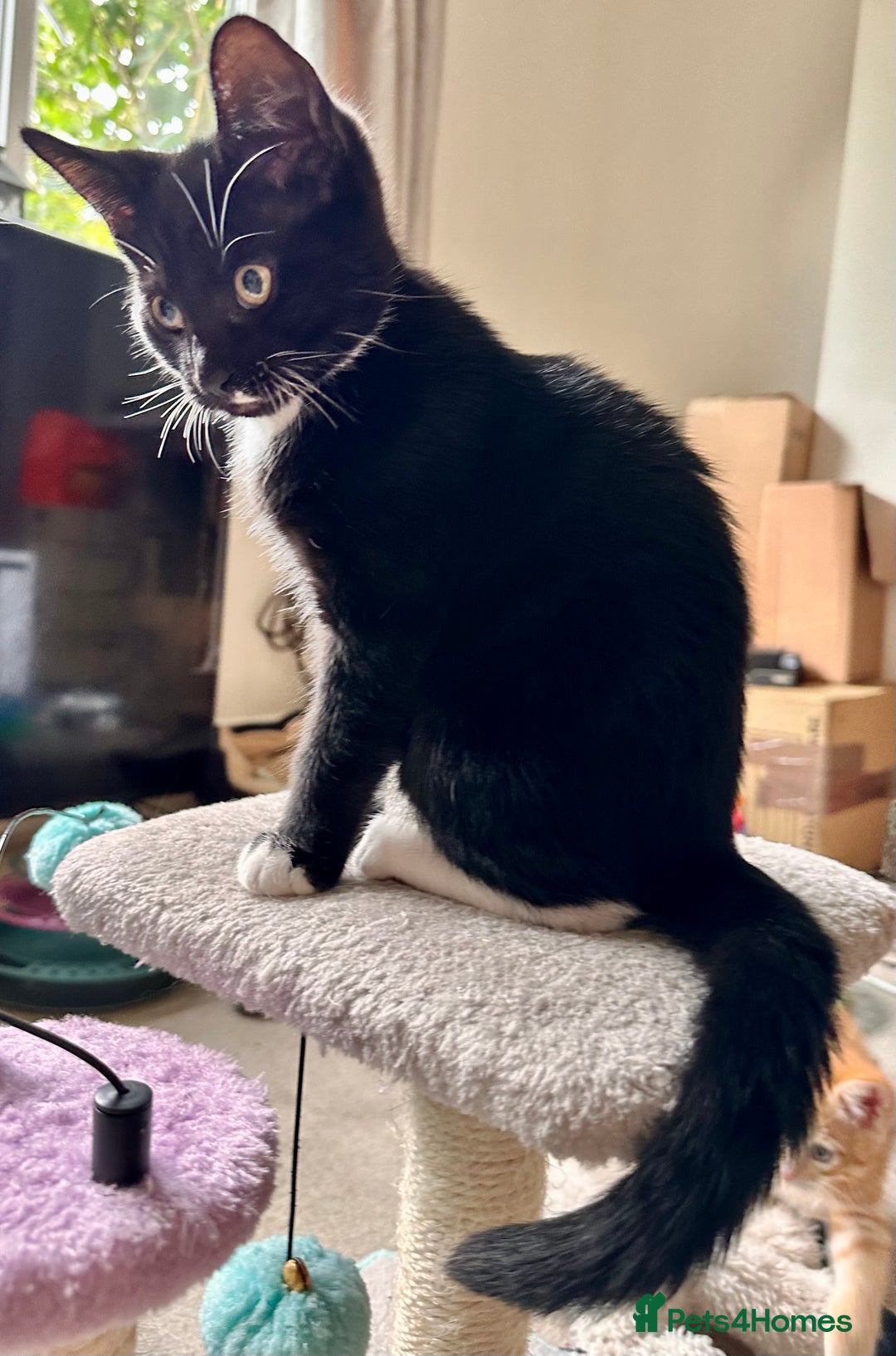 Mixed Breed cats for sale: Amiable bengal&tabby mix kittens: price reduced - Image 16