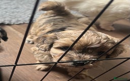 Mixed Breed dogs for sale: Gorgeous little Peekapoo’s - Image 14