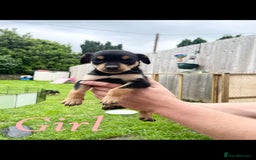 Australian Kelpie dogs for sale: Kelpie pups - Image 9