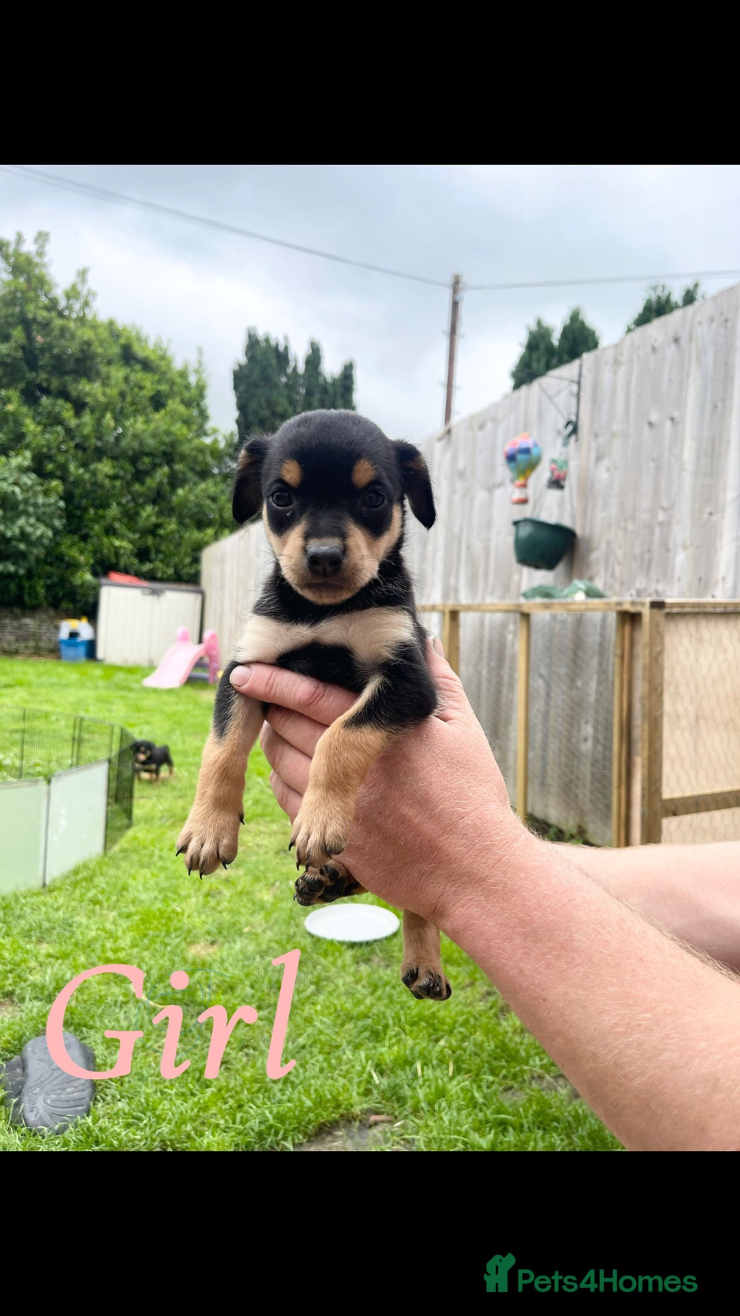 Australian Kelpie dogs for sale: Kelpie pups - Image 9