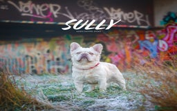 French Bulldog dogs for stud: Visual Fluffy New Shade Producer in Witham - Image 2