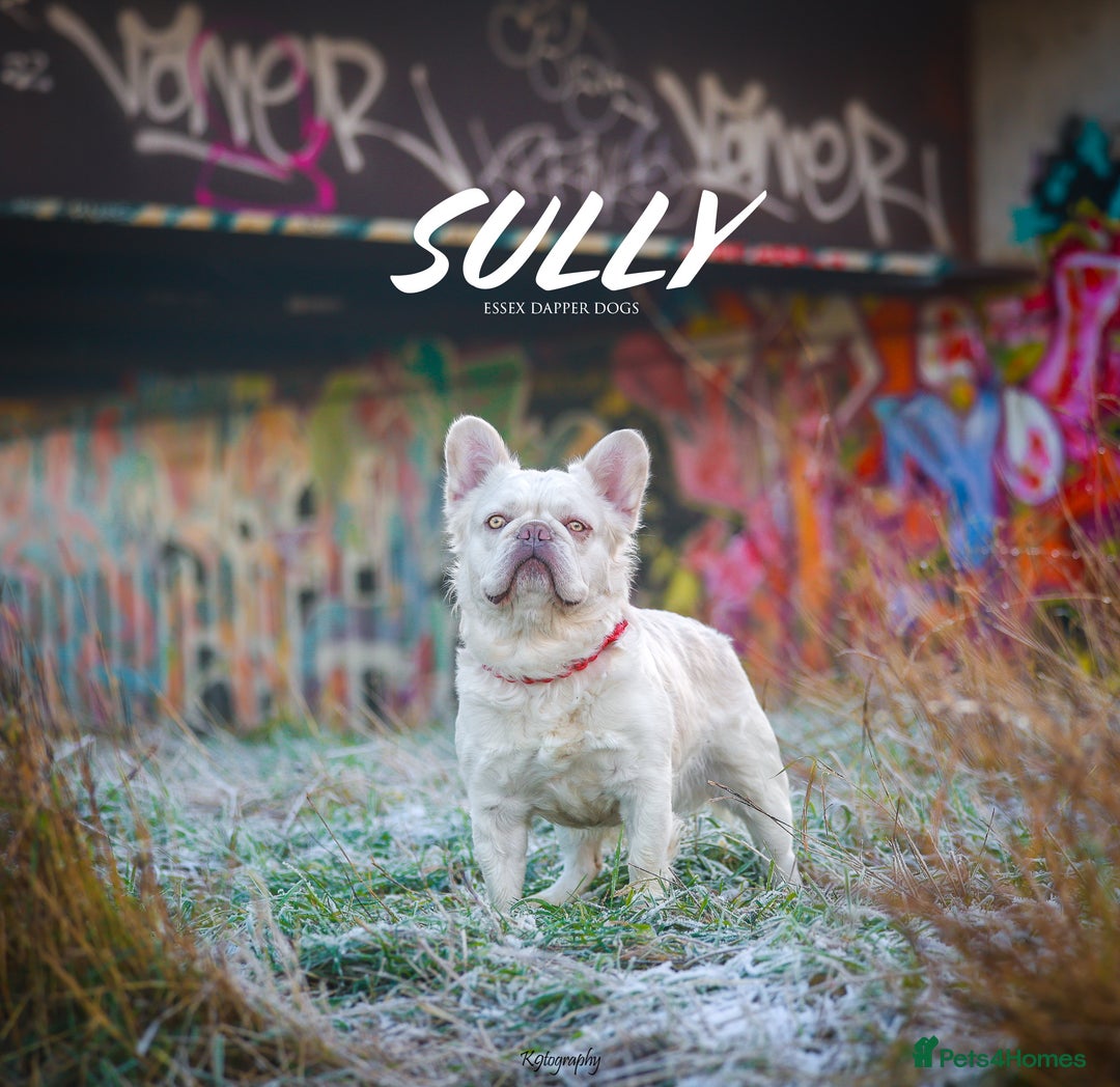 French Bulldog dogs for stud: Visual Fluffy New Shade Producer in Witham - Image 2