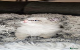 Ragdoll cats for sale: 4 Ragdoll Boys  - Image 4